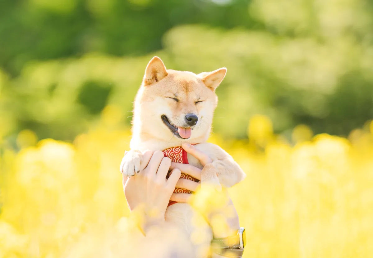 動物護理出身的Chika 在東京捕捉溫馨寵物時光