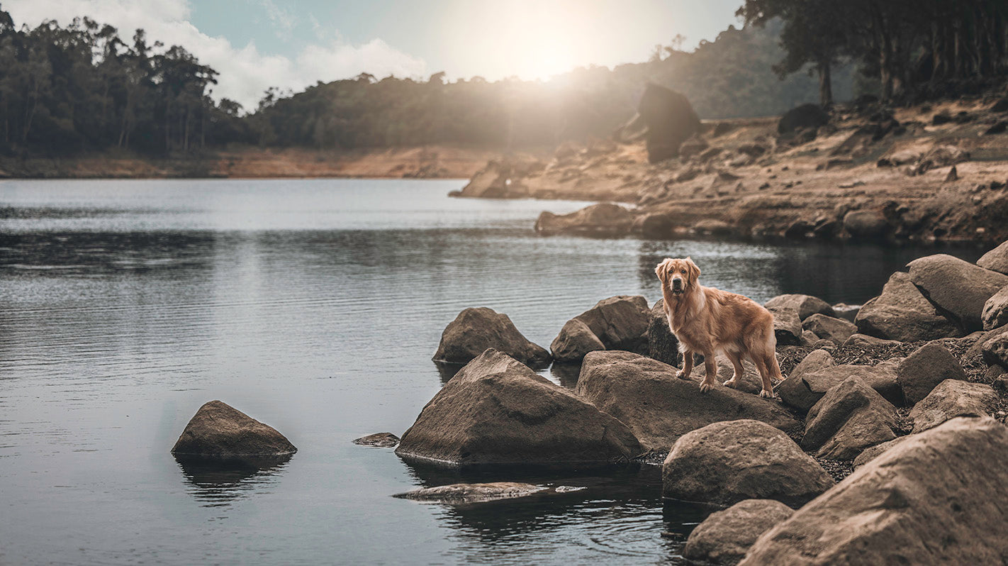 Outdoor Animal Photography Japan | Animal Photographer Japan