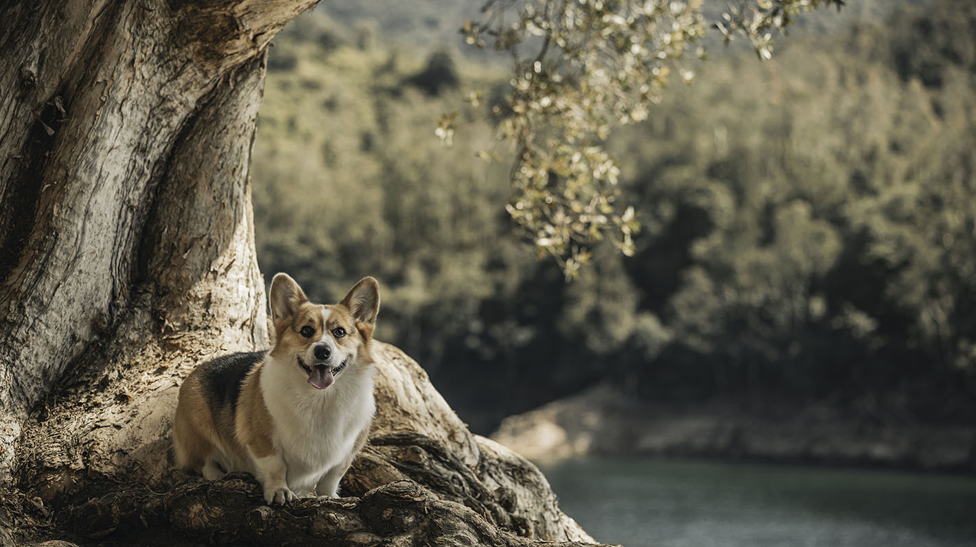 Outdoor Animal Photography Japan | Animal Photographer Japan