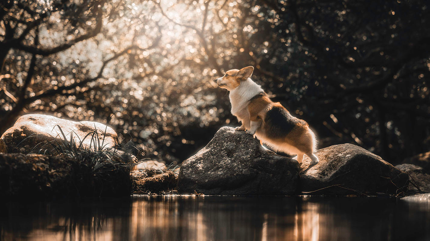 Outdoor Animal Photography Japan | Animal Photographer Japan