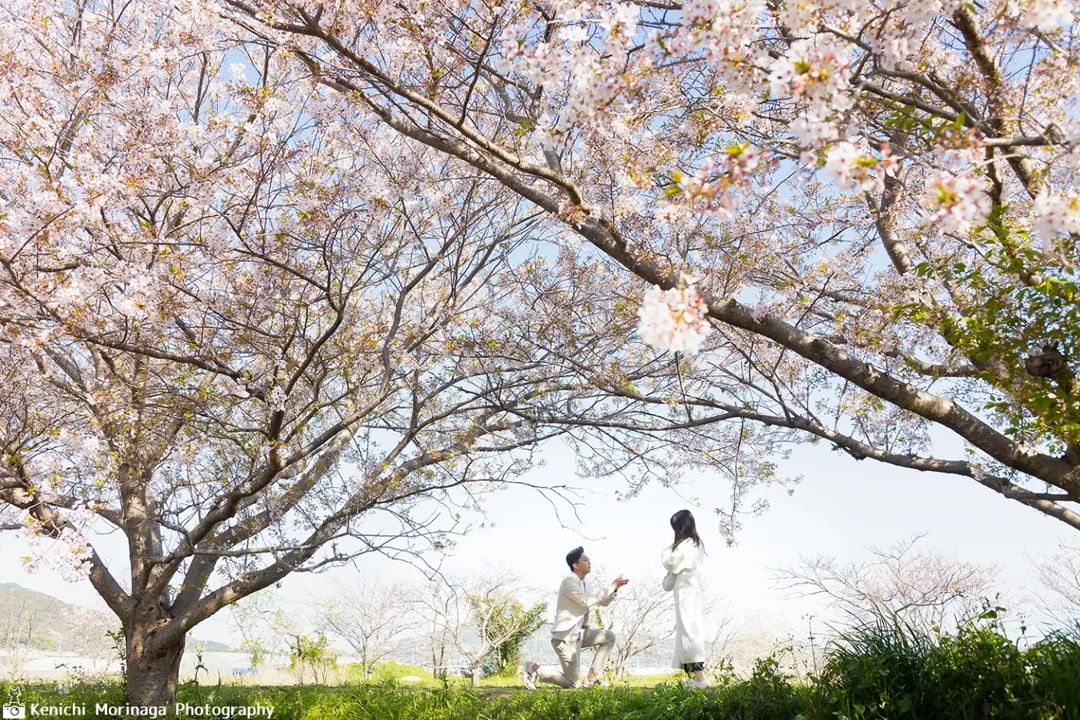 日本櫻花求婚：從第一片花瓣飄落開始，就已經在寫你們的故事