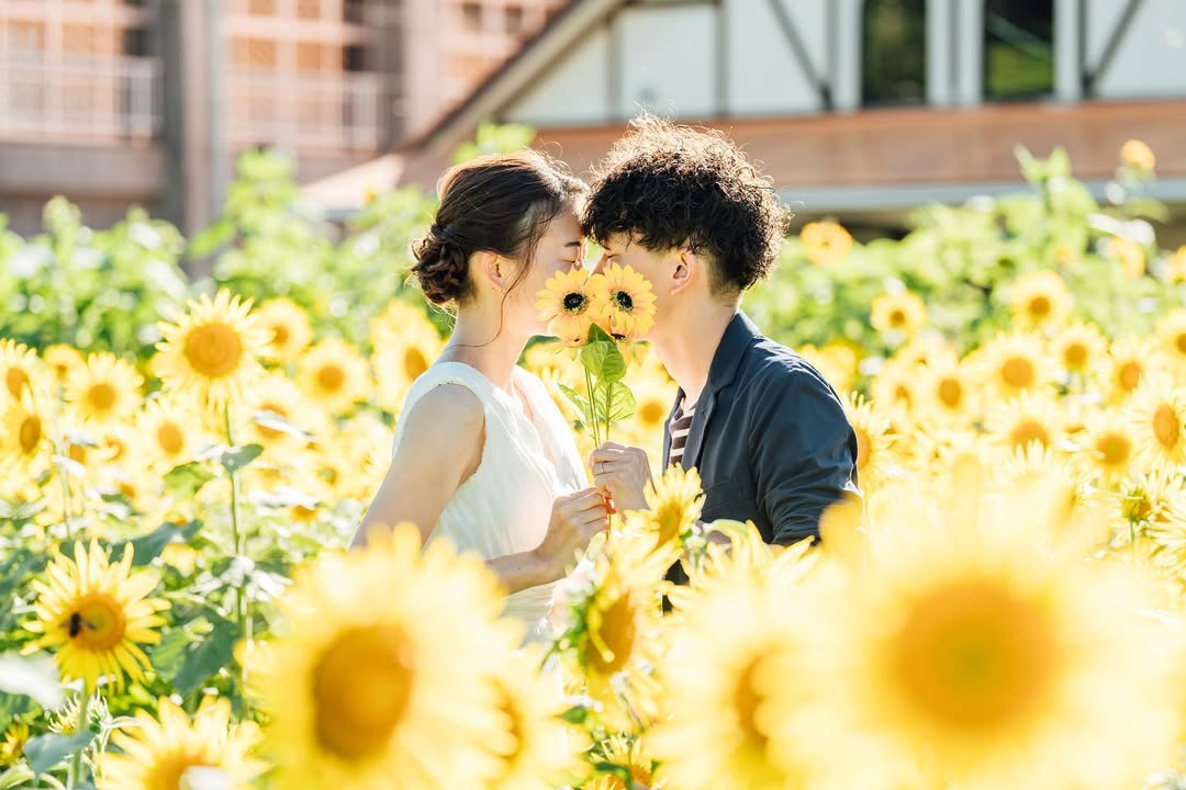 🌻 為什麼日本的向日葵季，總讓人想起吉卜力電影 🇯🇵
