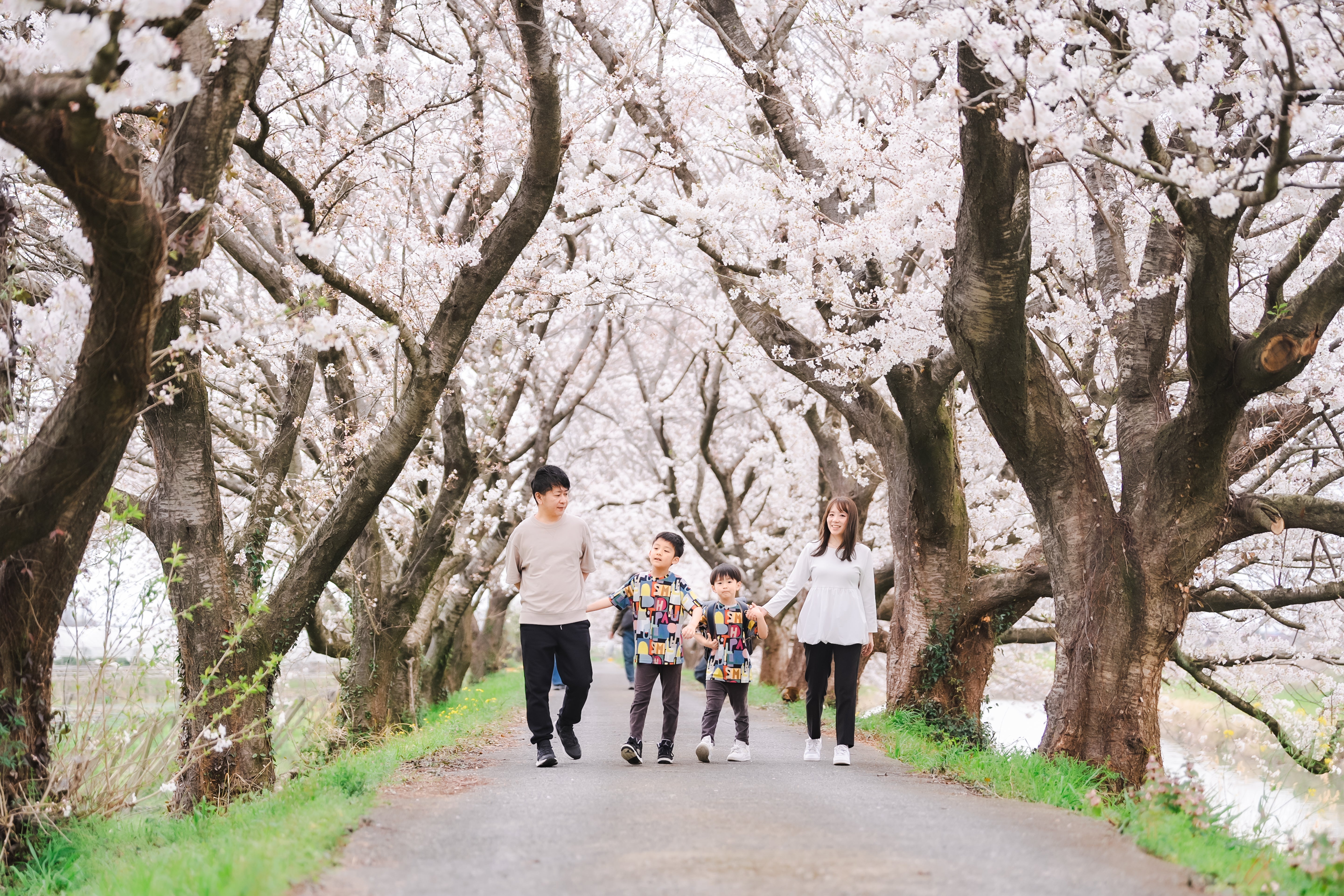 櫻花盛開的福岡時光：與 Ishii 一起留下家庭回憶