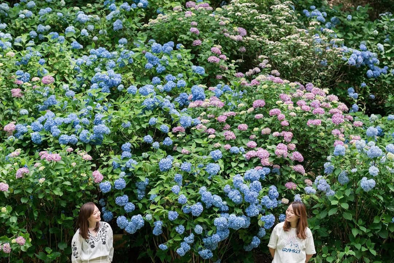 名古屋繡球花夢幻之旅：Akkina浪漫攝影