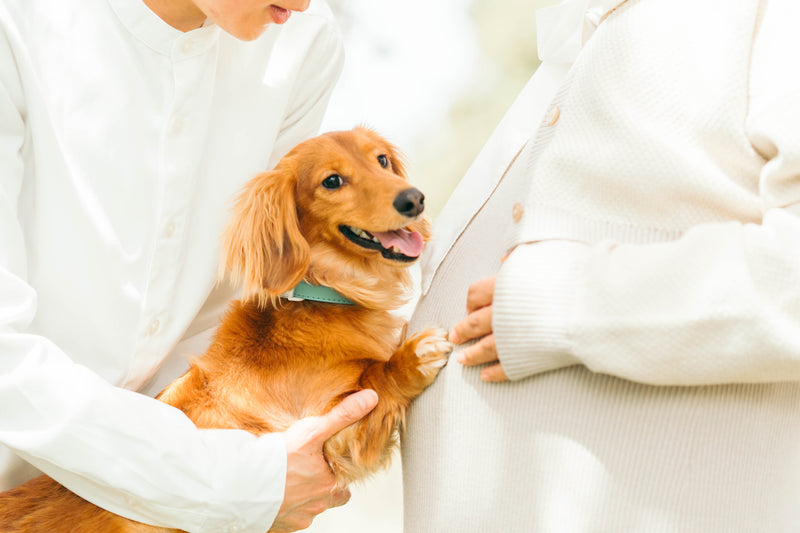 河口湖春日生活｜家庭與寵物攝影｜櫻花之美 | Springtime at Lake Kawaguchi | Family and Pet Photography