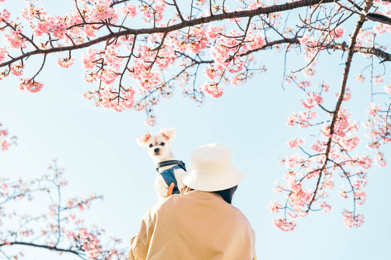 河口湖春日生活｜寵物攝影｜櫻花之美 | Springtime at Lake Kawaguchi | Pet Photography