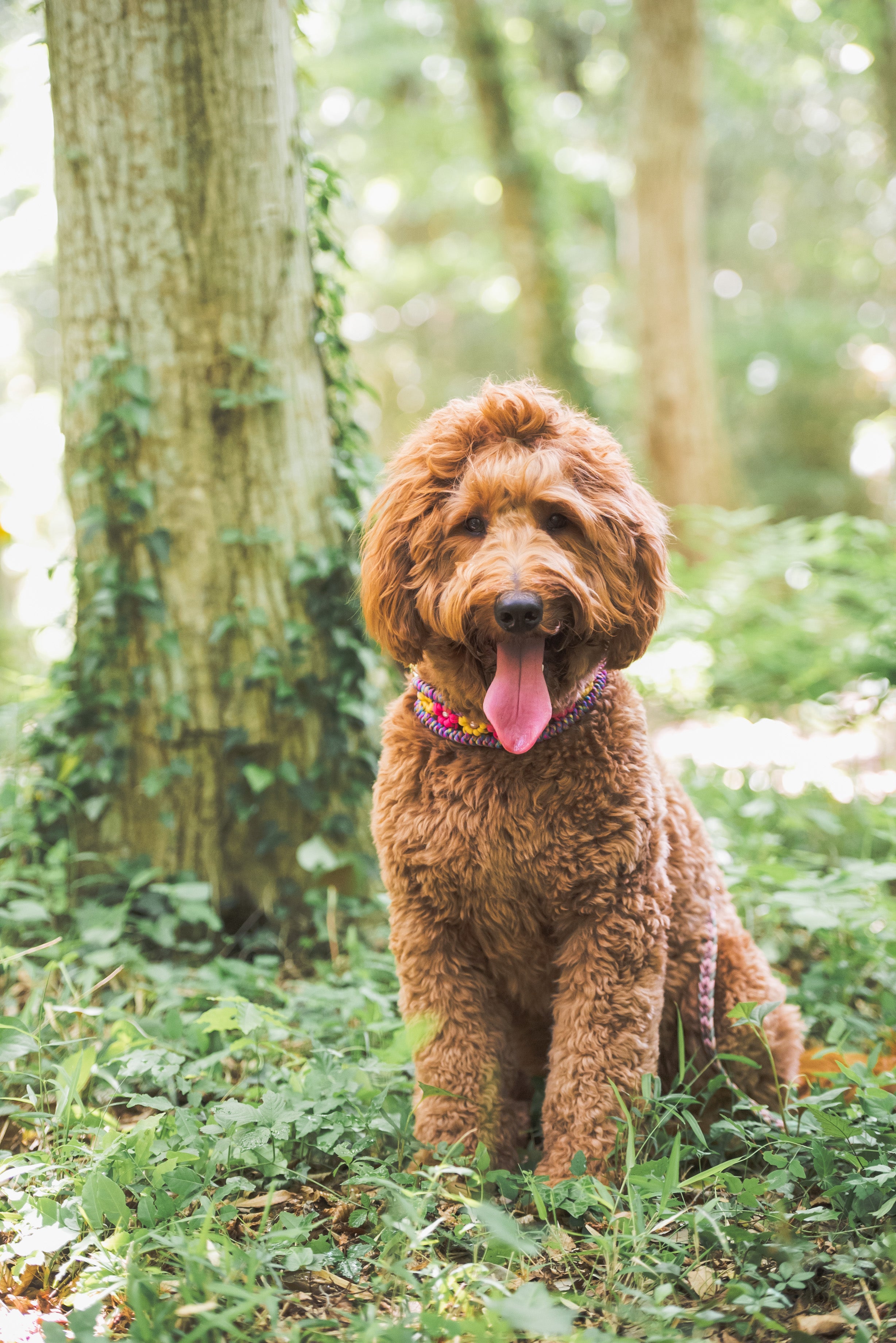 Yama寵物攝影：捕捉東京愛的腳印