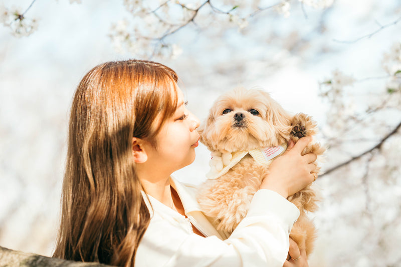 家庭寵物春日照｜河口湖櫻花影藝| Family and Pet Photography | Sakura Blossoms at Lake Kawaguchi