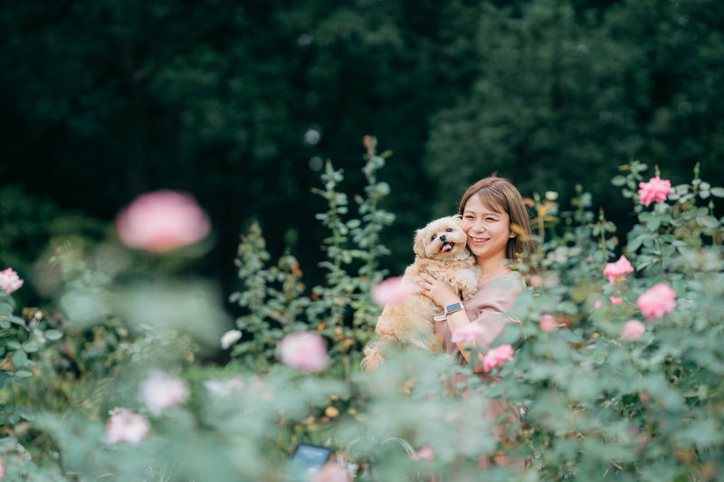 花漾年華｜與毛小孩共度春日｜粉嫩花景下的寵物回憶 | Blooming Beauty | Spring Days with Furry Friend