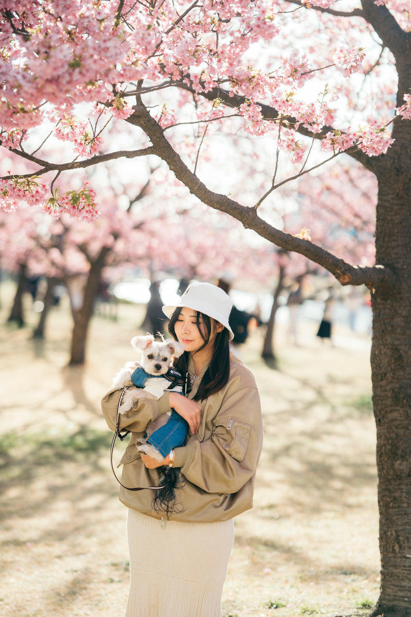 家庭寵物春日照｜河口湖櫻花影藝| Family and Pet Photography | Sakura Blossoms at Lake Kawaguchi