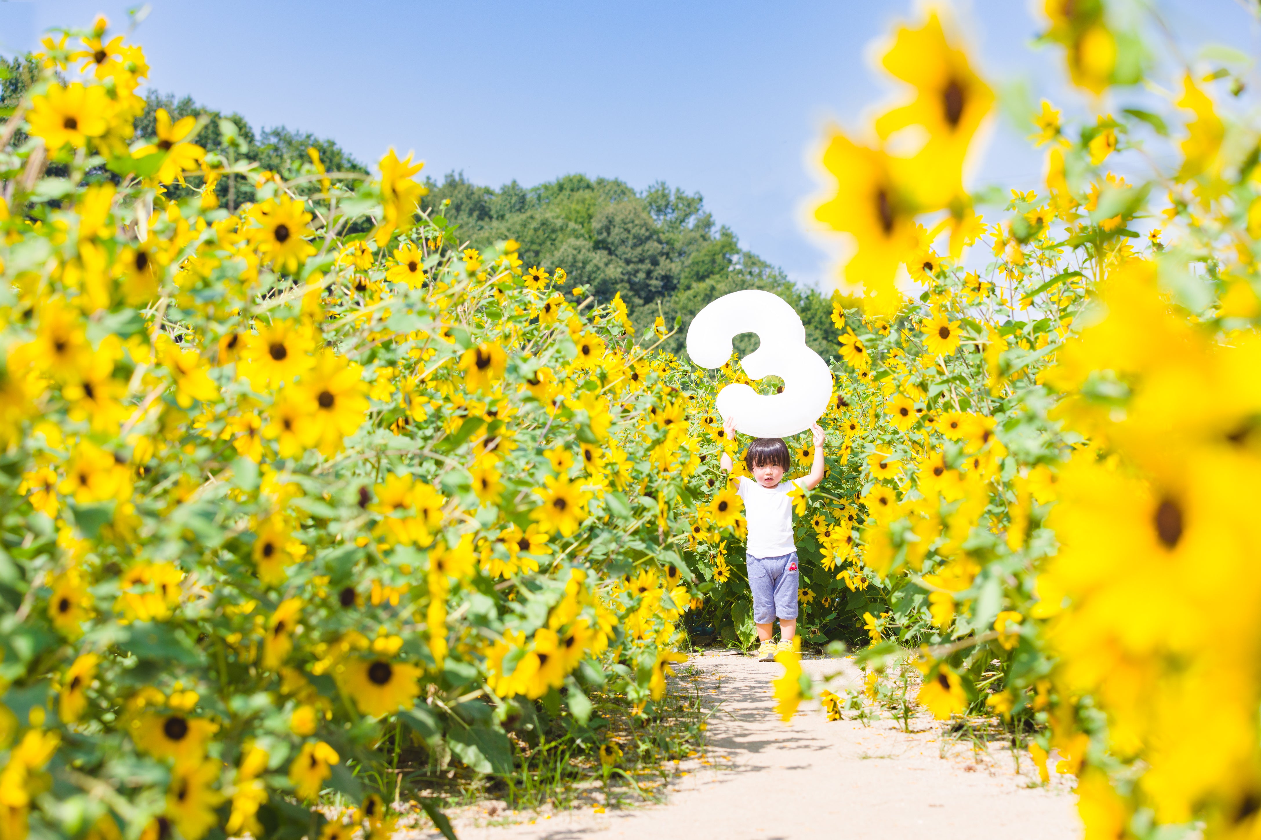 陽光時刻：與Ula在名古屋向日葵田捕捉夏日精彩
