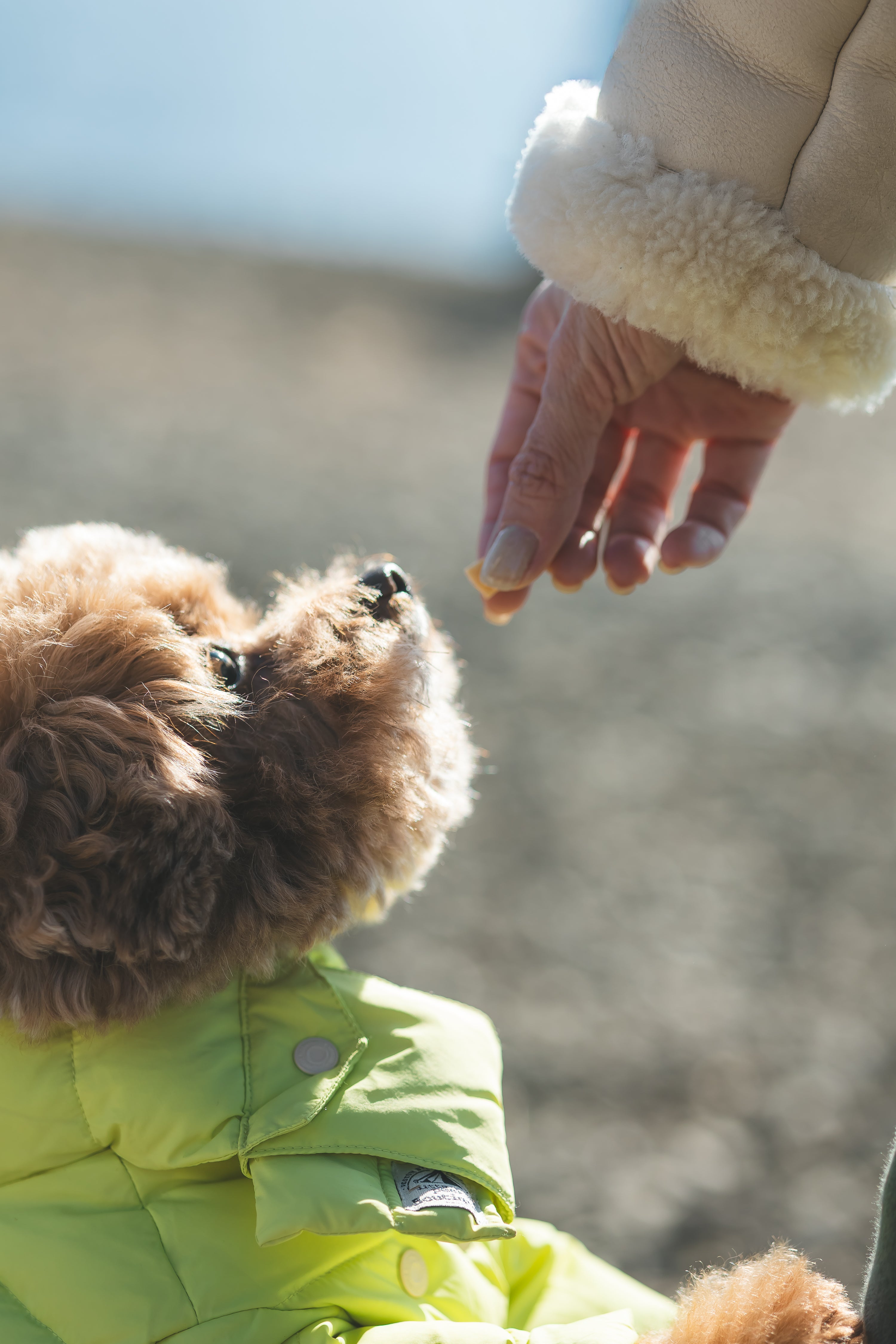 在富士山下的家人與毛孩時光：Do 河口湖家庭寵物攝影