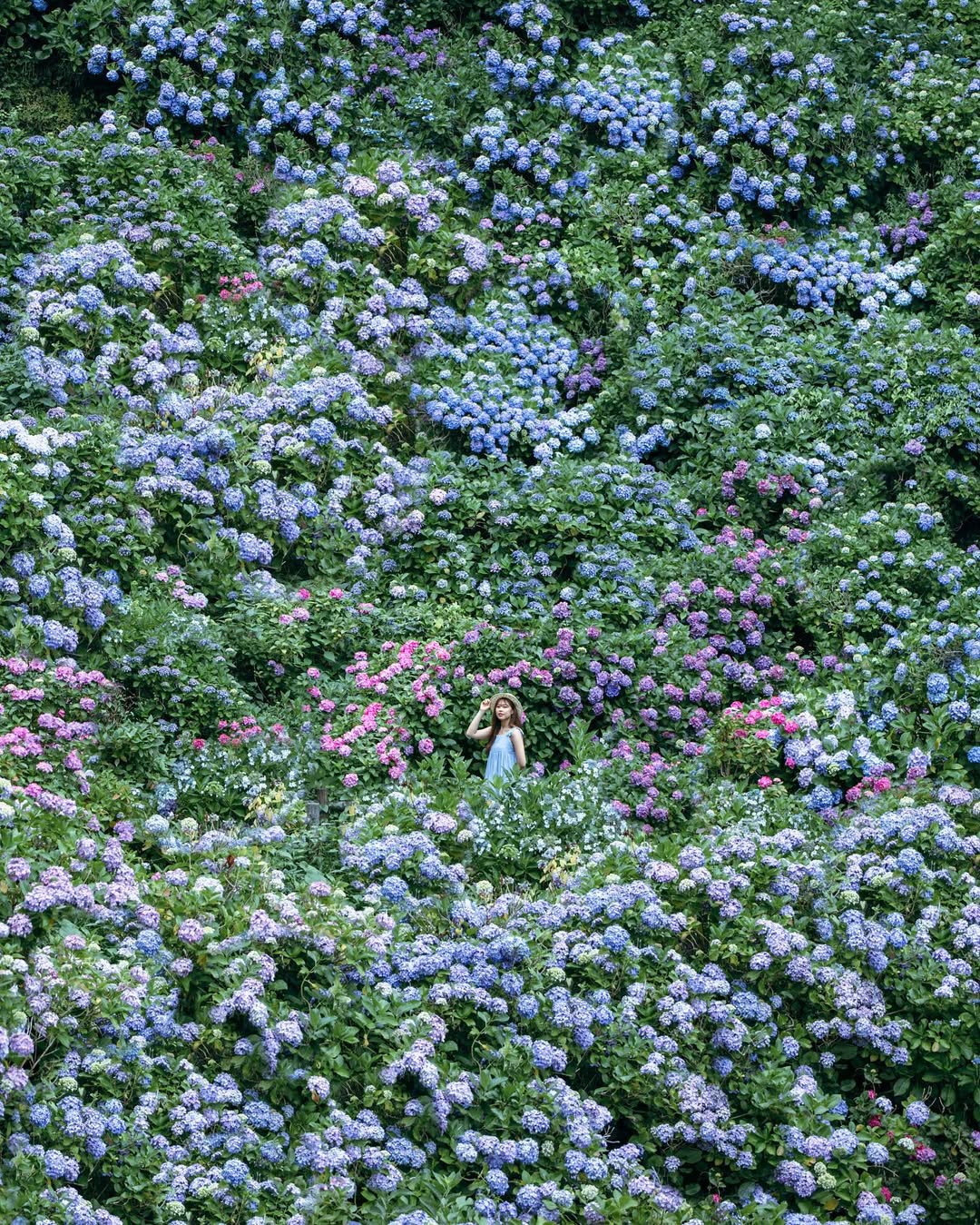 東京繡球花夢幻寫真：Yuriko捕捉你的浪漫瞬間