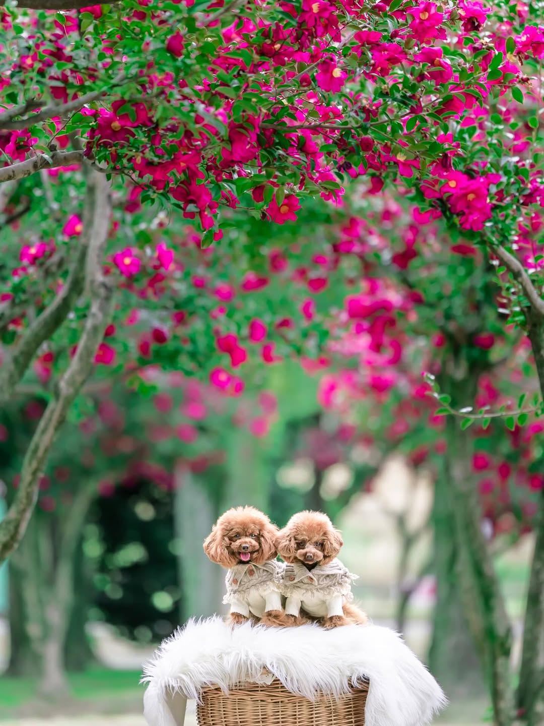 萌力全開！來名古屋讓Leaf 拍出竉物最可愛的一面