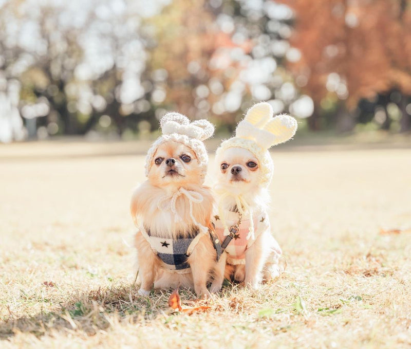 寵物攝影｜秋日柴犬情侶｜東京寵物肖像｜Pet Photography | Autumn Chihuahua Couple | Tokyo Dog Portrait