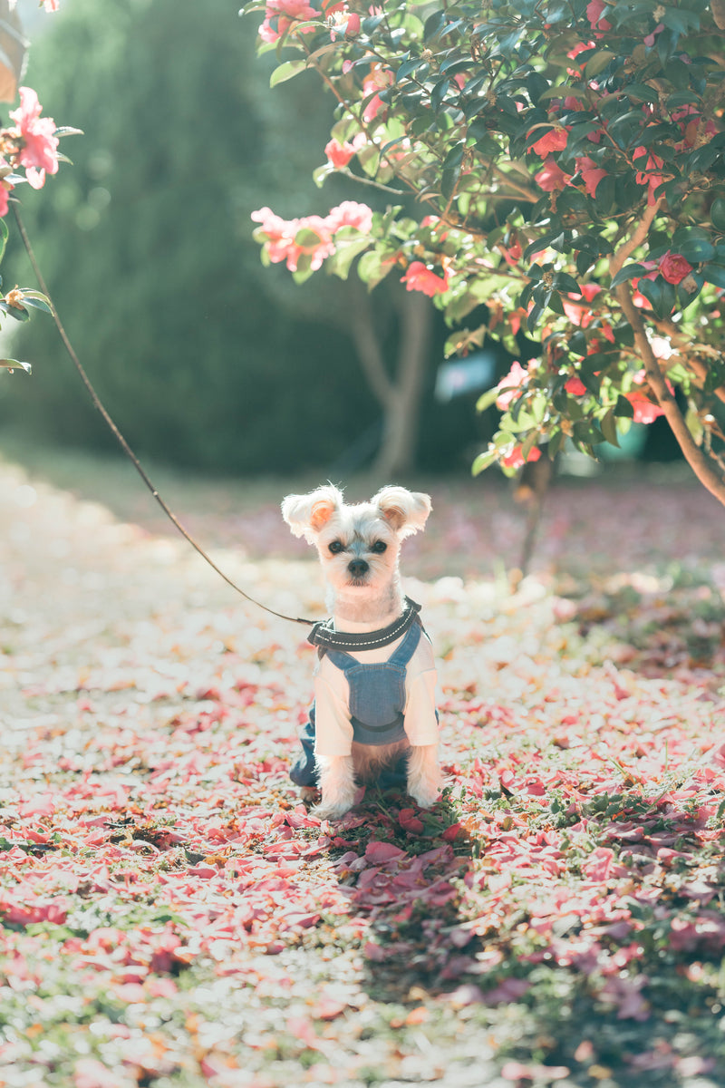 河口湖粉采｜寵物春日漫遊｜櫻花裝點的狗狗情境 | Sakura Stroll at Lake Kawaguchi | Canine Companion in Floral Attire