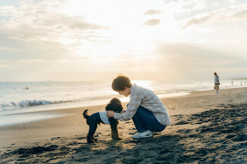 日落海灘｜東京男主人與愛犬野外戲耍｜牽手散步｜Sunset Beach in Tokyo | Man Playing with Pet Dog | Stroll along the Shore