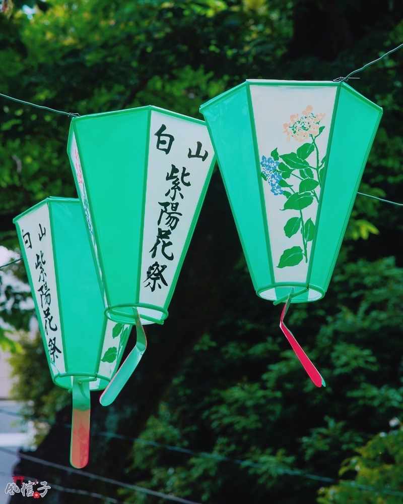 東京繡球花攝影 | 感受日本花季美景