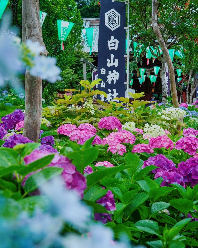東京繡球花攝影 | 感受日本花季美景