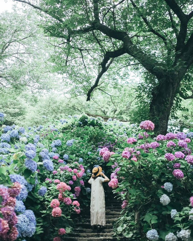 愛在紫陽花盛開時：Kura名古屋浪漫寫真之旅