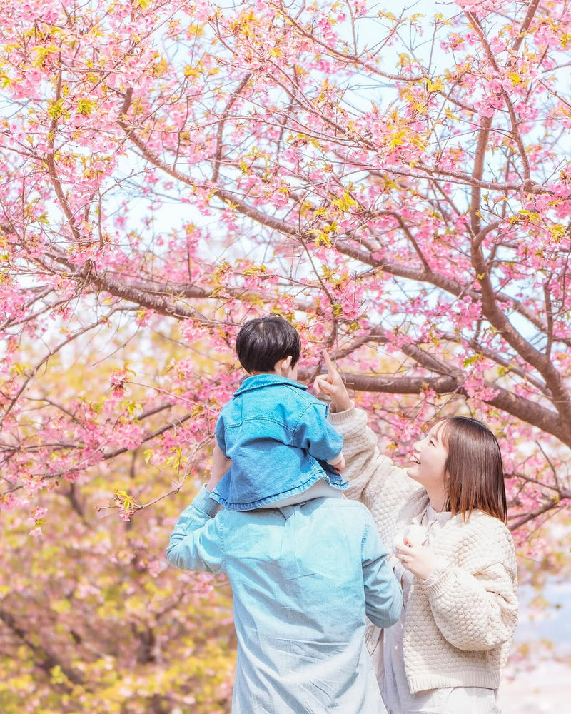 熊本親子遊: Aya 的櫻花攝影之旅