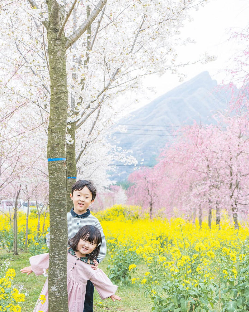 熊本親子遊: Aya 的櫻花攝影之旅