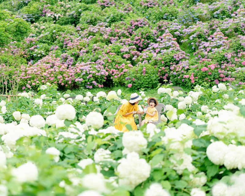 愛在奈良繡球花開時，Aiko親子攝影之旅
