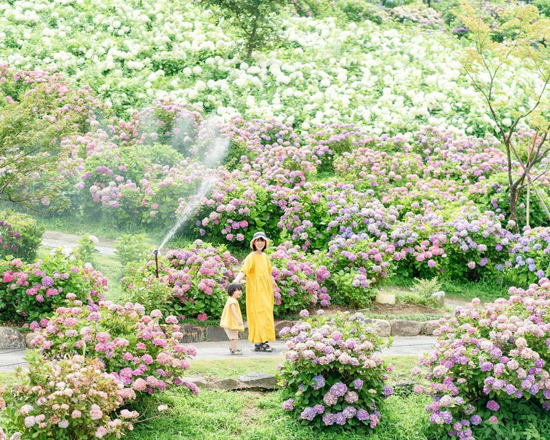 愛在奈良繡球花開時，Aiko親子攝影之旅