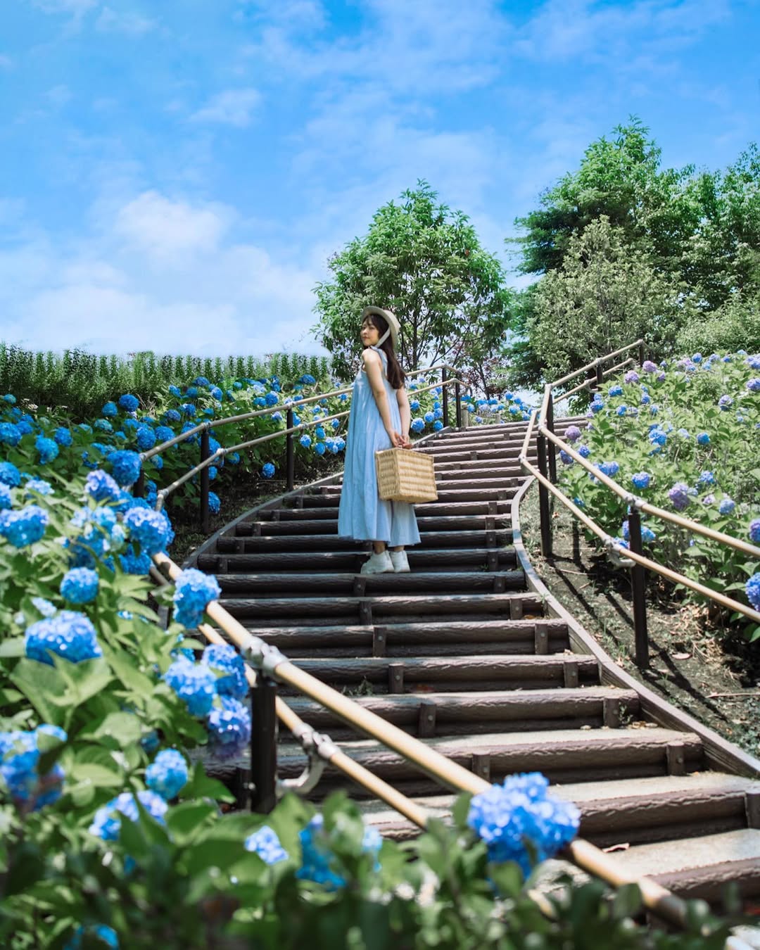 東京繡球花夢幻寫真：Yuriko捕捉你的浪漫瞬間