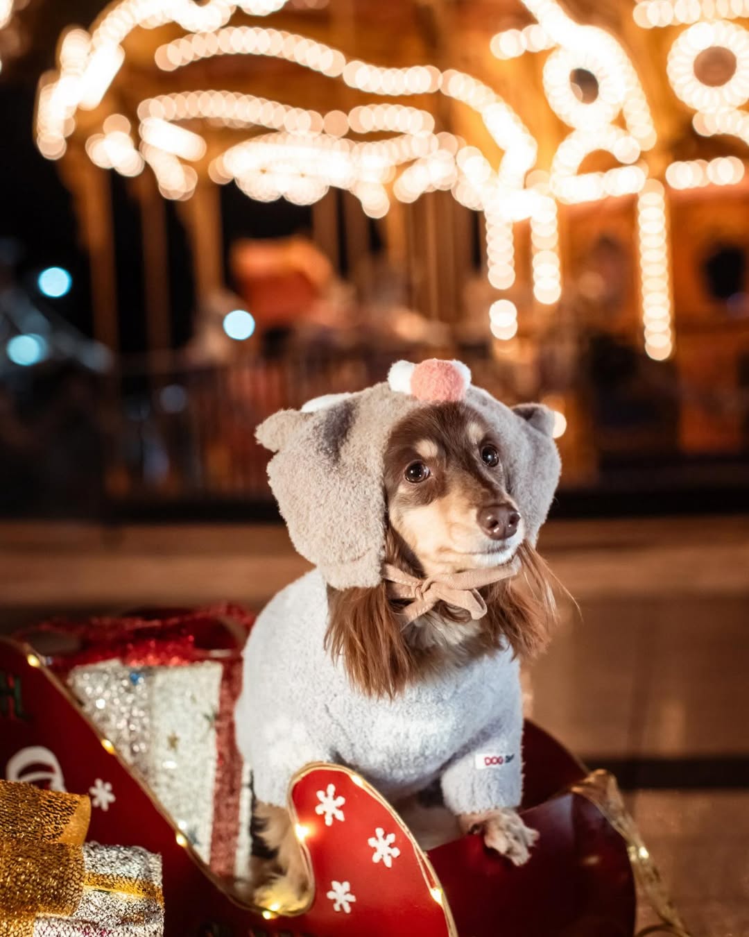 萌力全開！來名古屋讓Leaf 拍出竉物最可愛的一面