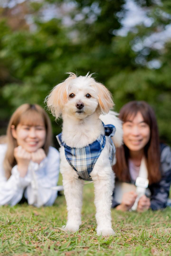 川越回憶：Inu兩小時家庭寵物攝影體驗