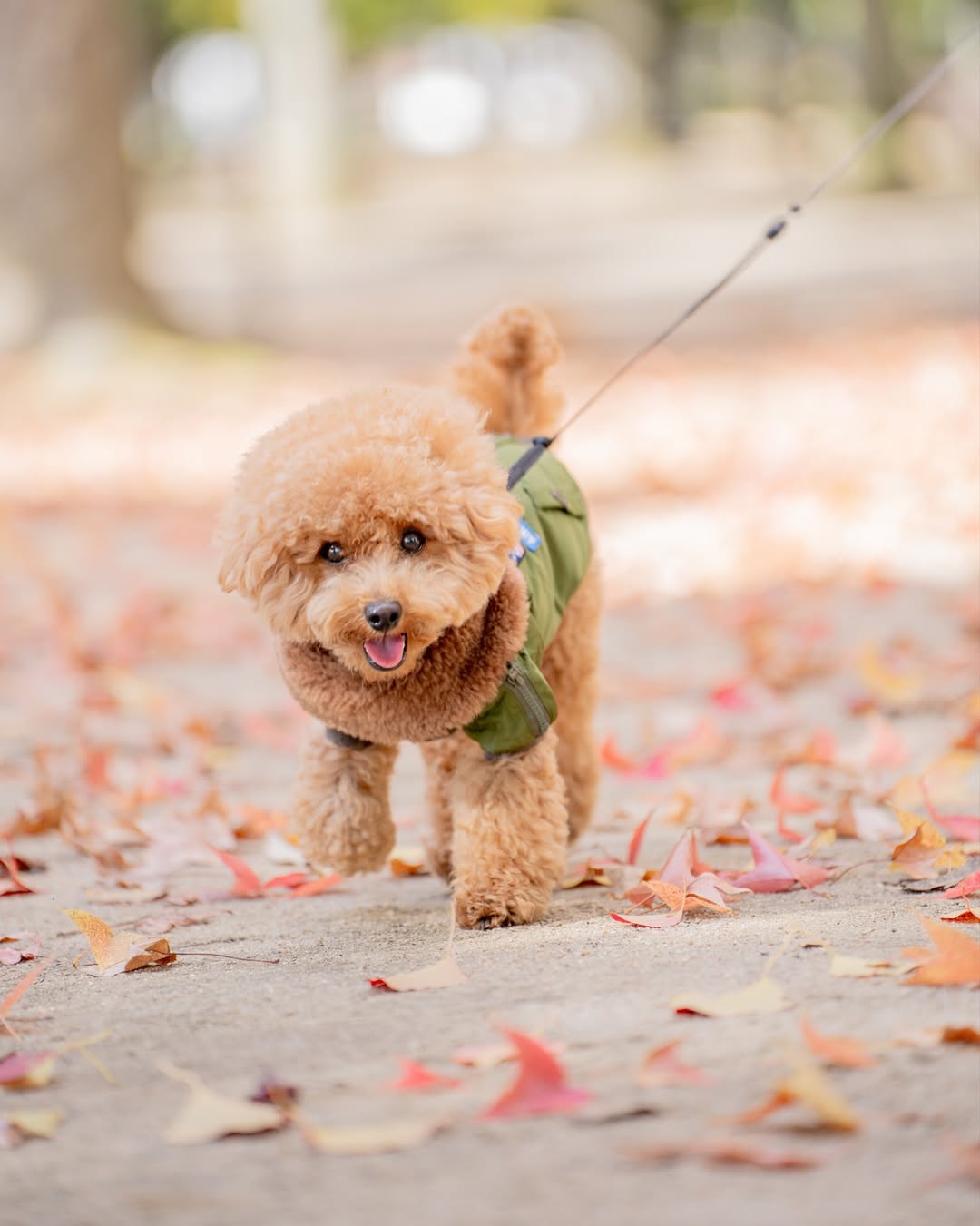 小小腳印與燦爛笑容的相遇：Mii 岡山家庭與寵物攝影