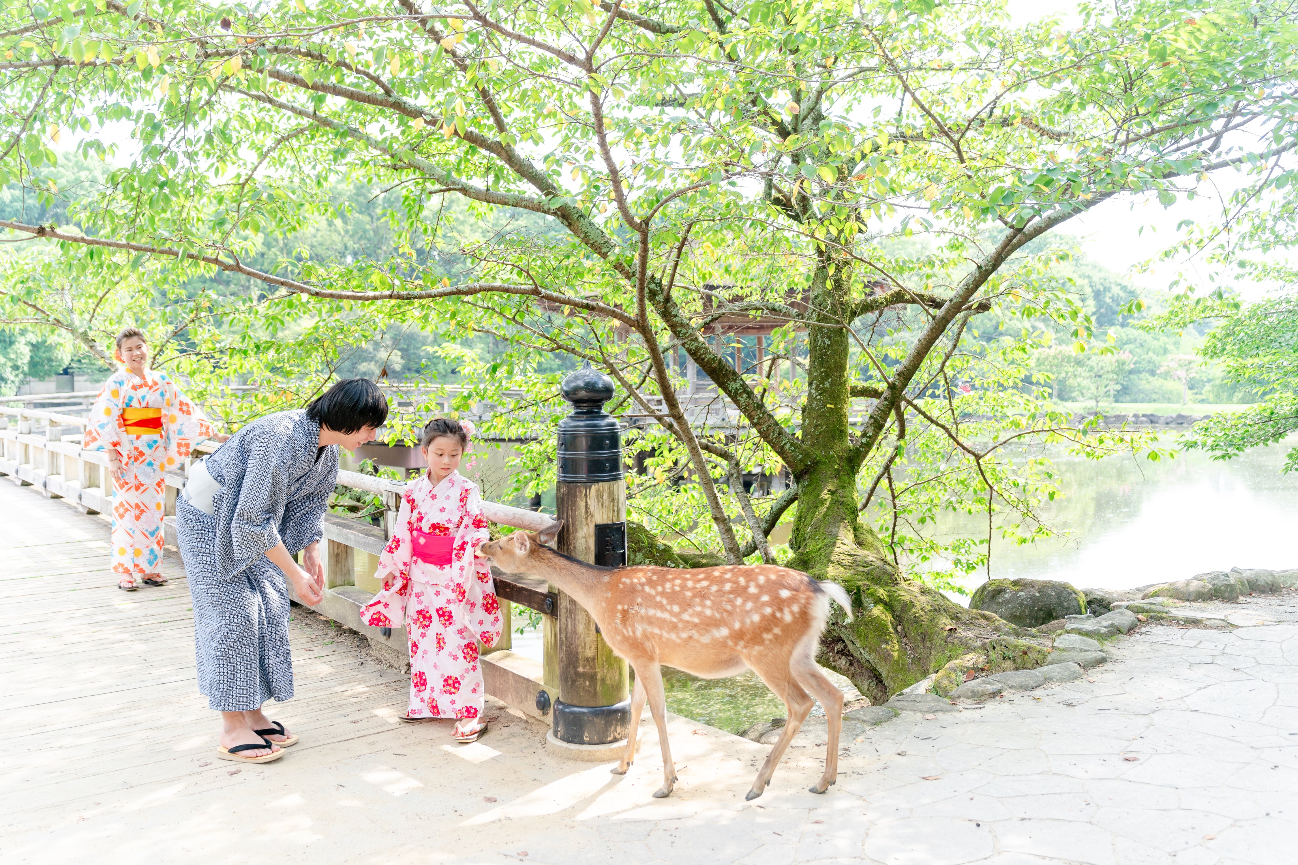 Aiko奈良魔法：與鹿共舞的家庭寫真