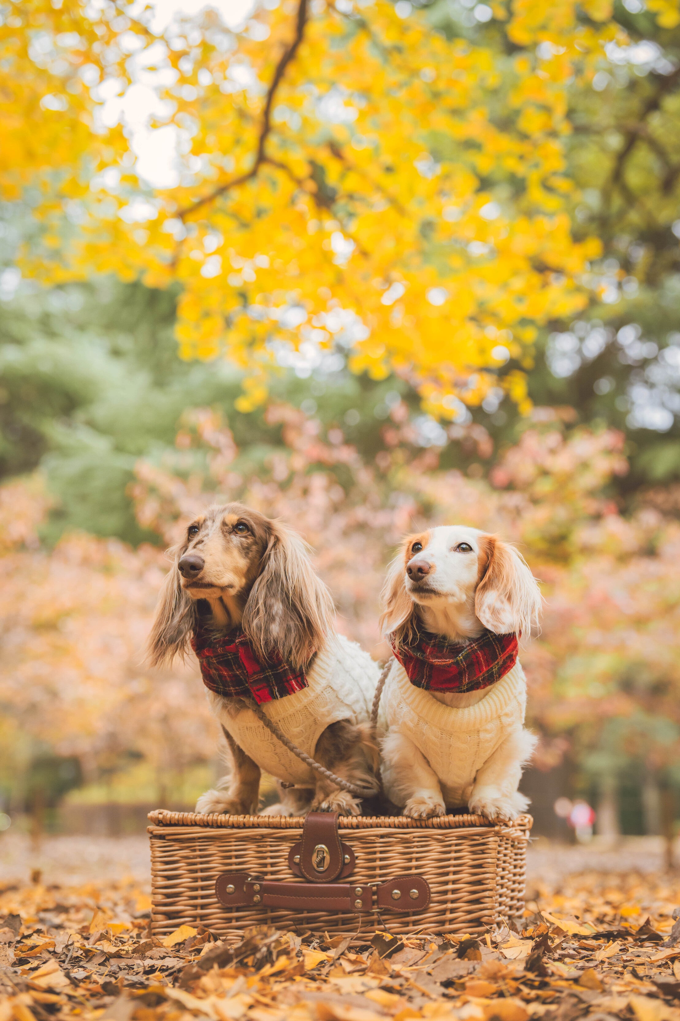 家庭東京探險：Mai 光丘公園攝影體驗