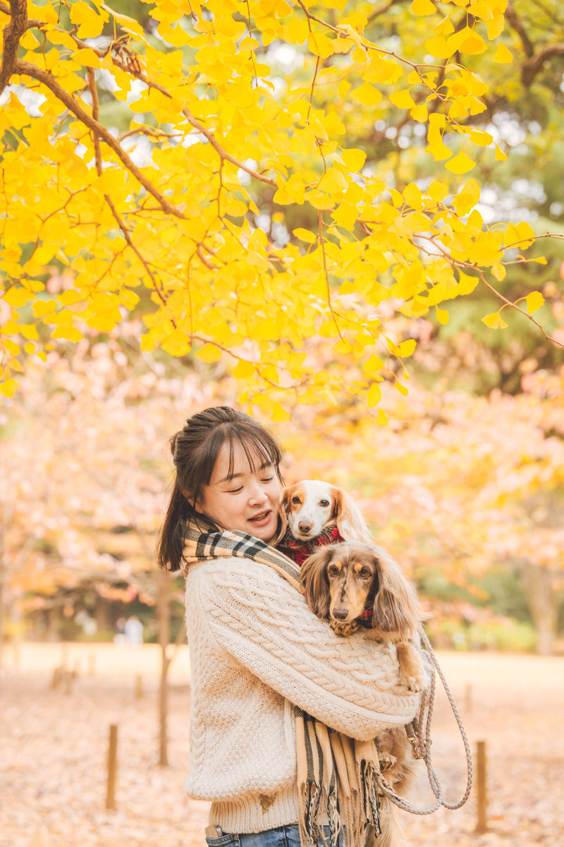 2024年11月8日 | 東京代代木公園 | Mai 秋季紅葉撮影會