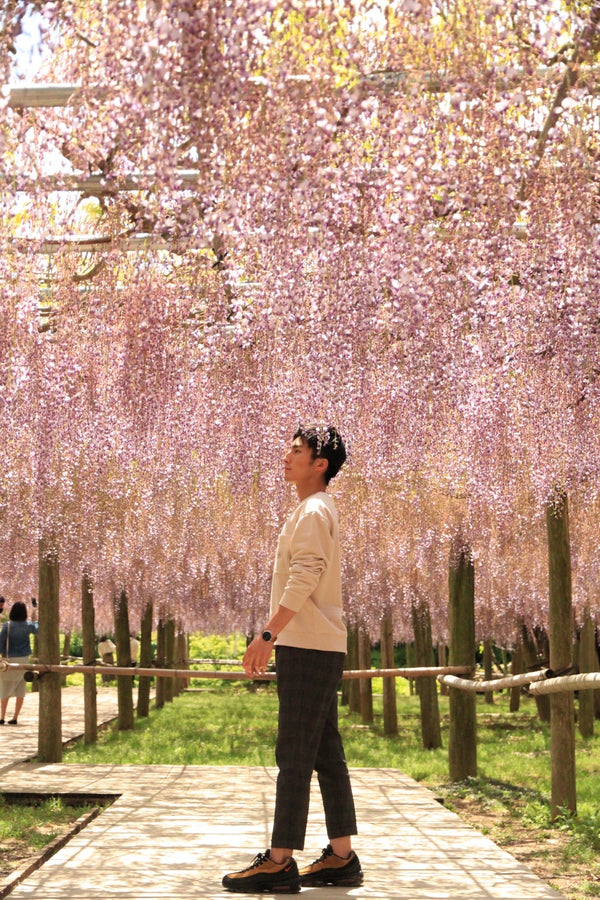福岡紫藤花園拍攝 |日本櫻花攝影