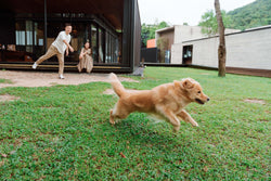 [FREE Translucent Polaroid] Siu Tim x Leo Yuen Special: Pawfect Tail-Wagging Moments in Sai Kung