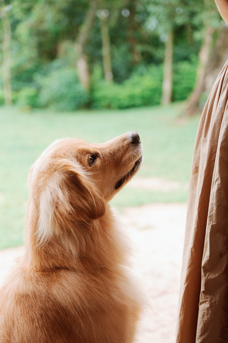 [FREE Translucent Polaroid] Siu Tim x Leo Yuen Special: Pawfect Tail-Wagging Moments in Sai Kung