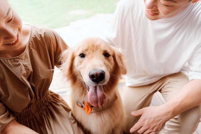 [FREE Translucent Polaroid] Siu Tim x Leo Yuen Special: Pawfect Tail-Wagging Moments in Sai Kung