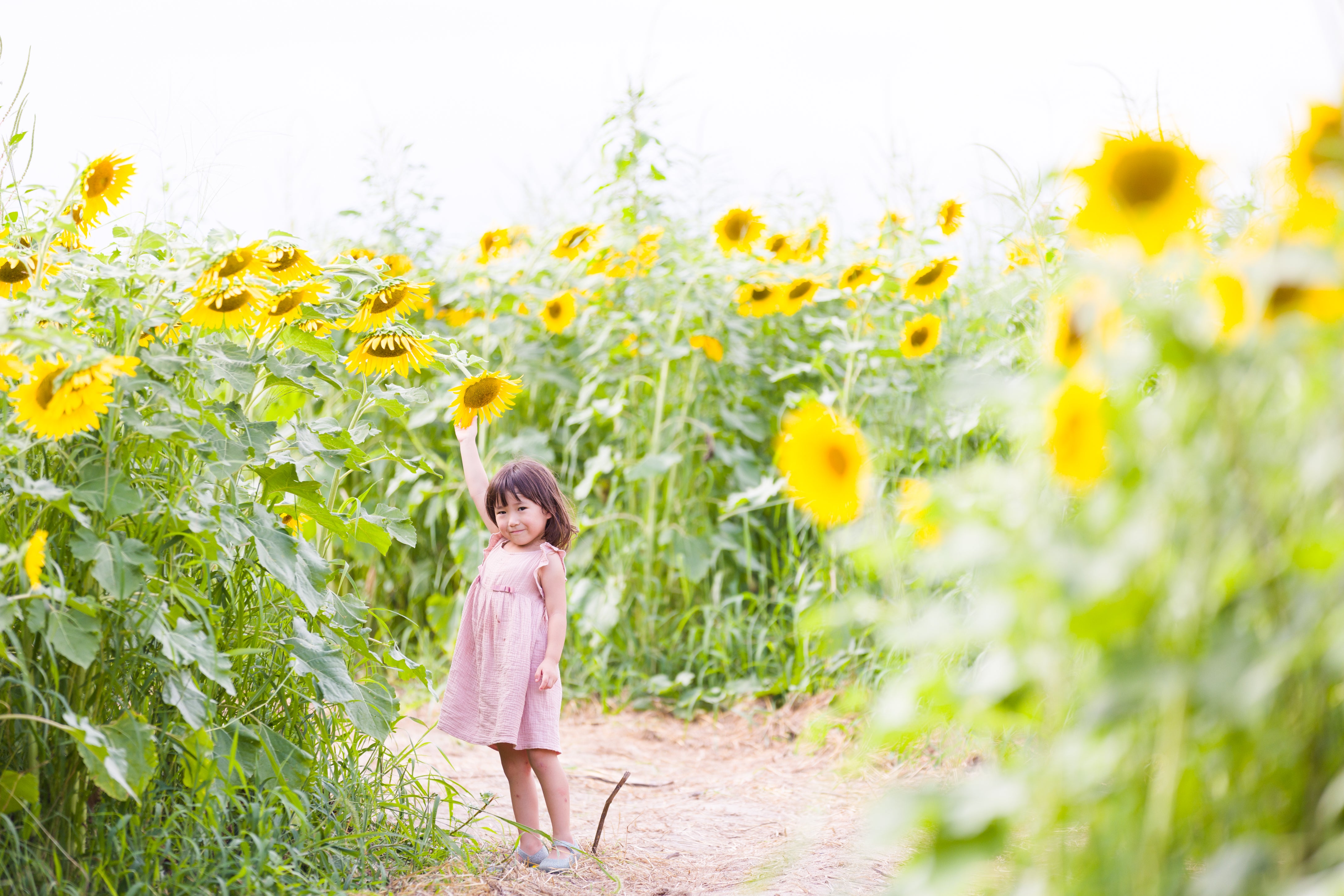 陽光時刻：與Ula在名古屋向日葵田捕捉夏日精彩