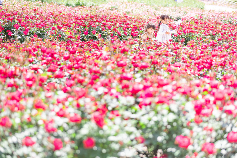 岐阜世界玫瑰花園攝影 | 日本花卉攝影