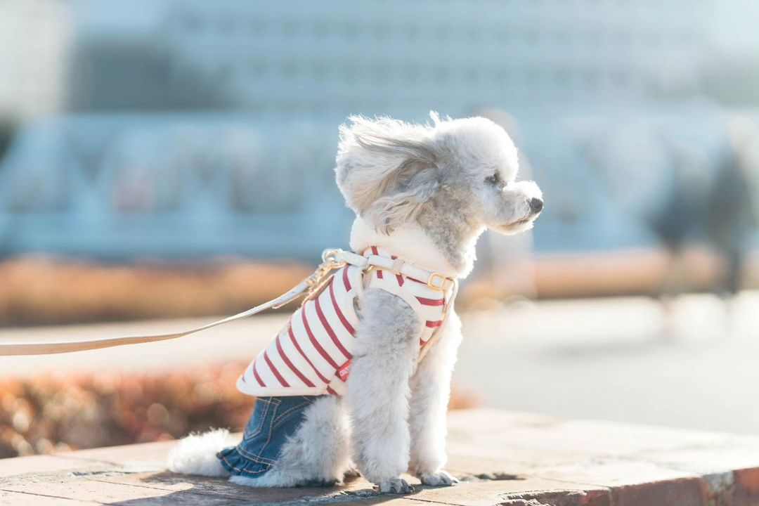 家庭寵物時光｜東京神社樂園｜親子寵物歡樂
Family Pet Lifestyle | Tokyo Shrine Garden | Owner & Pet Joyful Moments