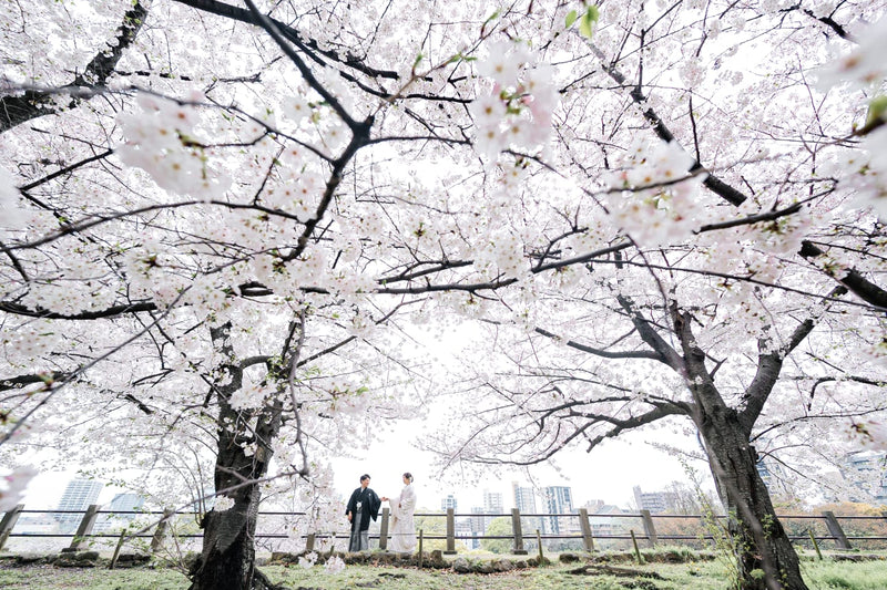 擁抱櫻花：與Ishii在福岡舞鶴公園捕捉永恆的愛