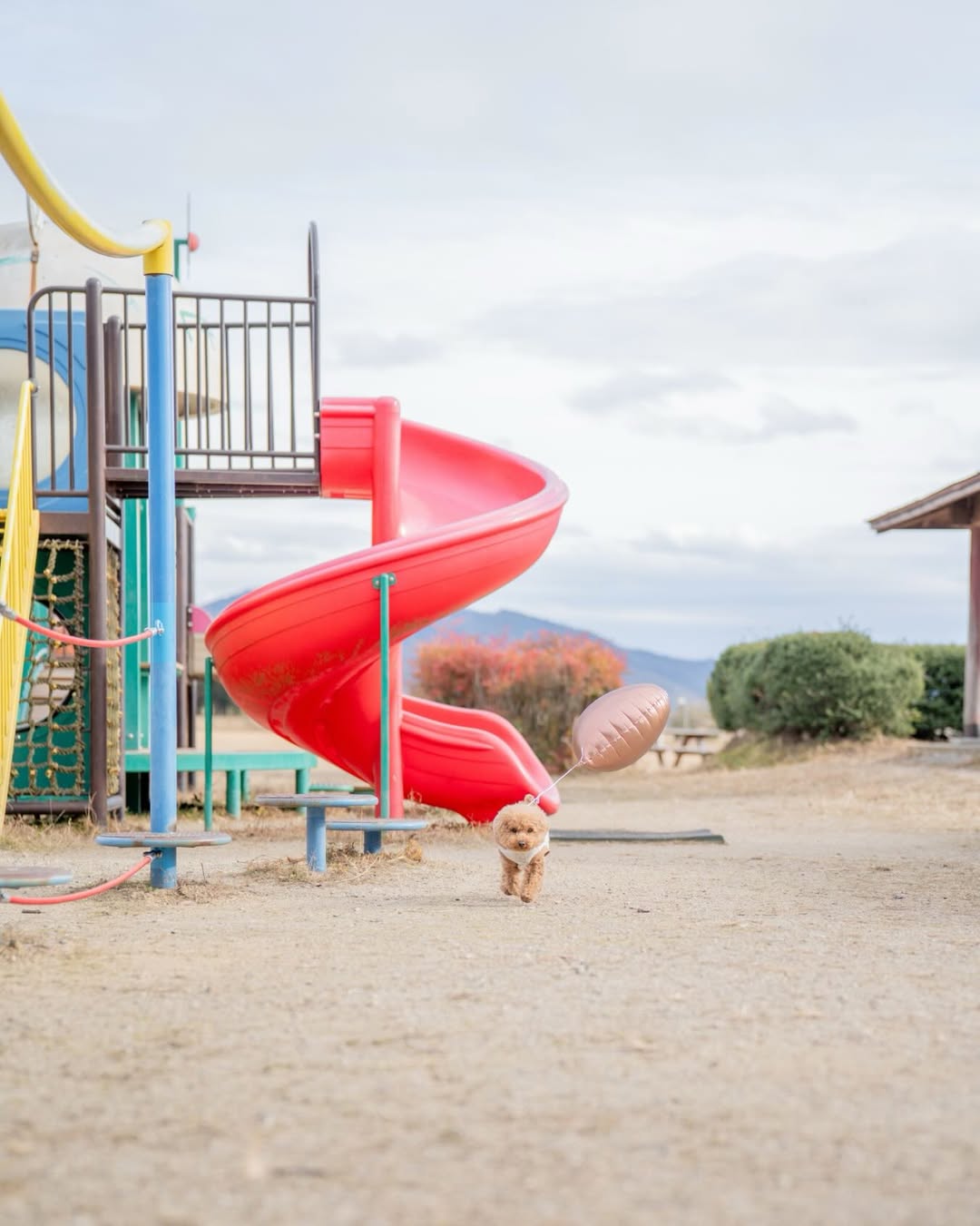 小小腳印與燦爛笑容的相遇：Mii 岡山家庭與寵物攝影