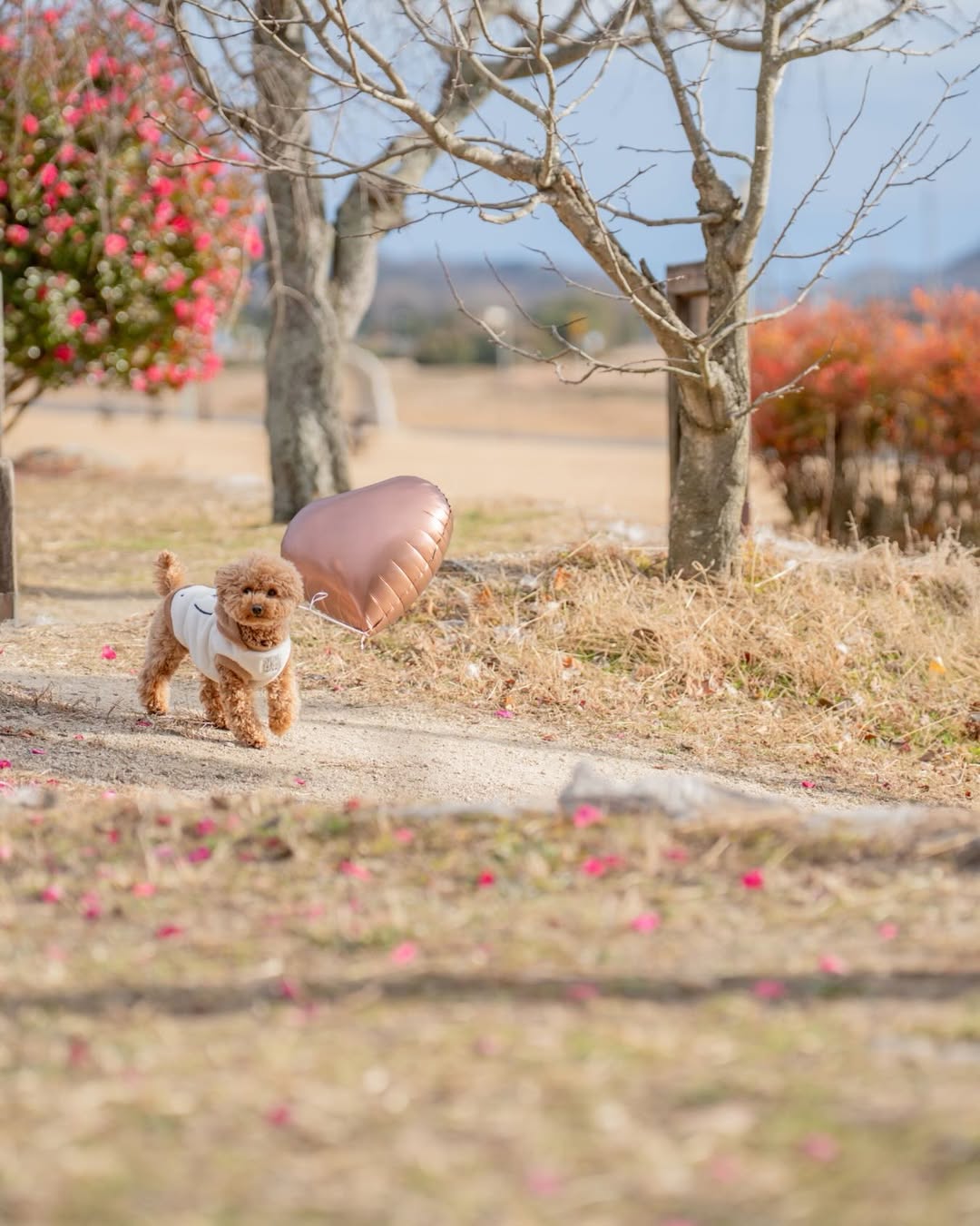 小小腳印與燦爛笑容的相遇：Mii 岡山家庭與寵物攝影