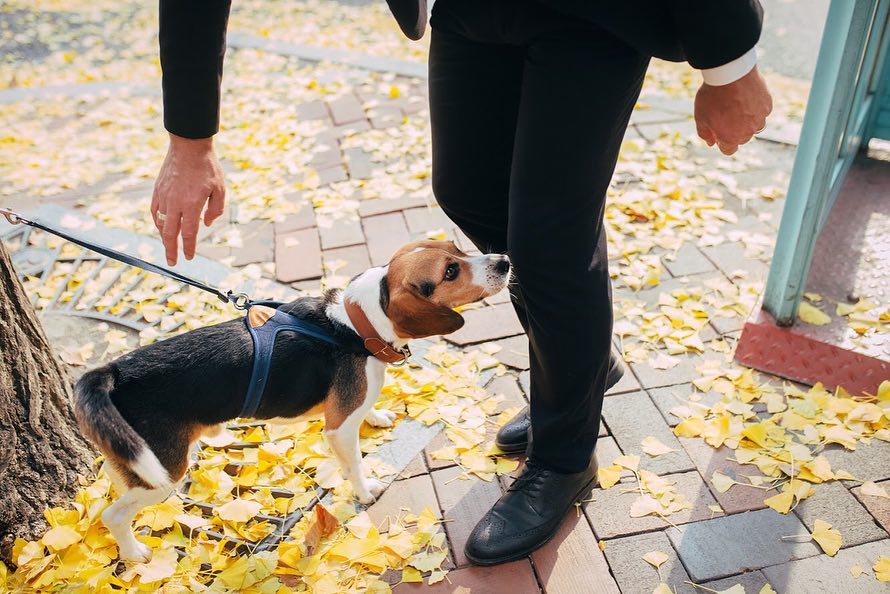 大手牽小爪：Olga 首爾情侶與毛孩寫真