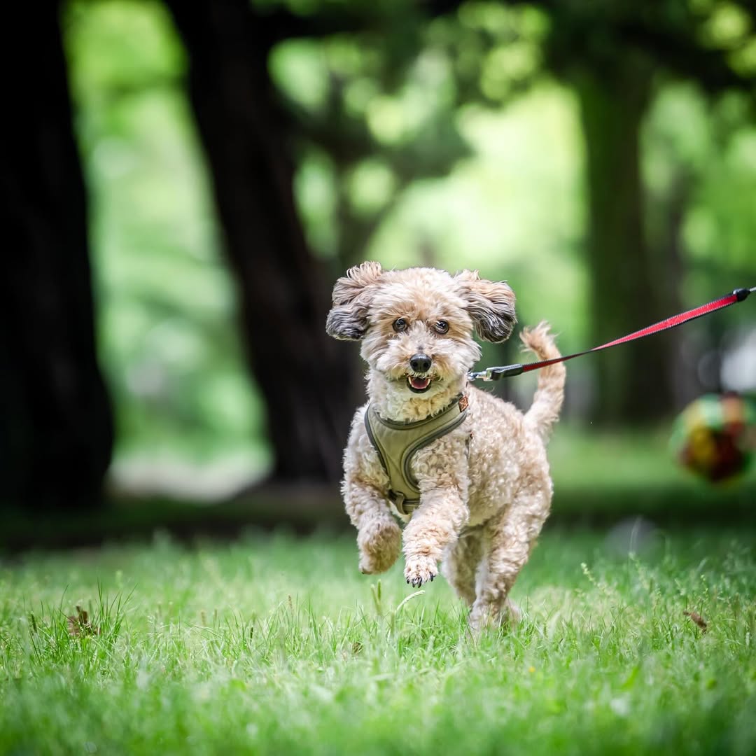 萌力全開！來名古屋讓Leaf 拍出竉物最可愛的一面