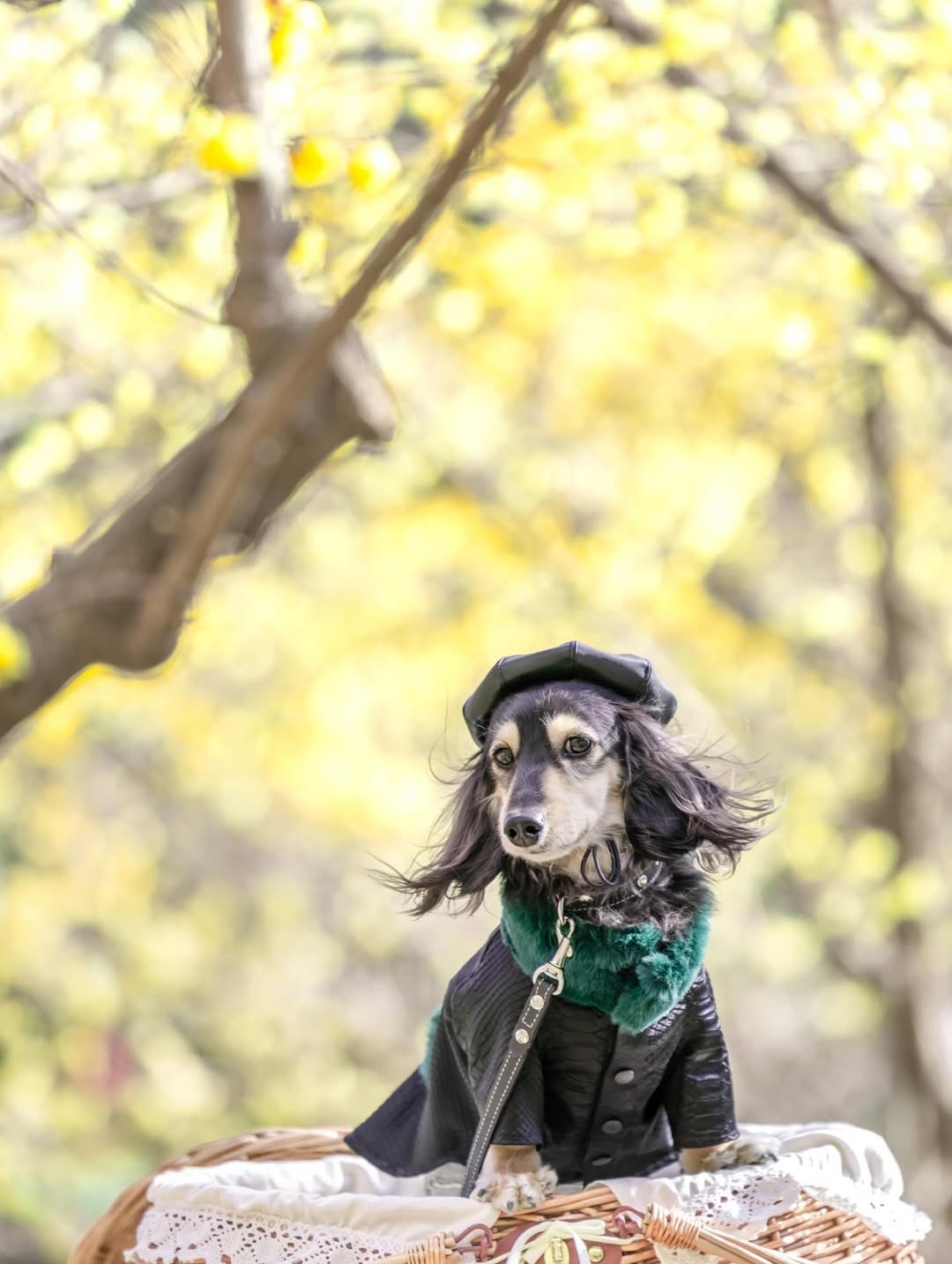 萌力全開！來名古屋讓Leaf 拍出竉物最可愛的一面