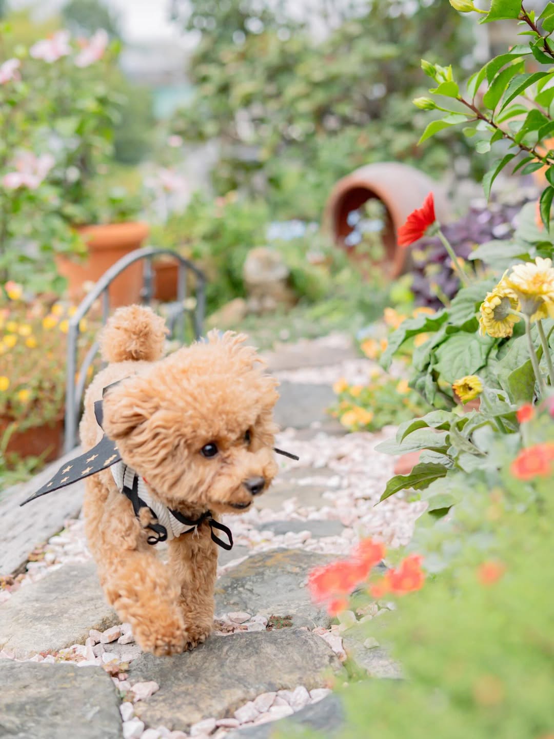 小小腳印與燦爛笑容的相遇：Mii 岡山家庭與寵物攝影