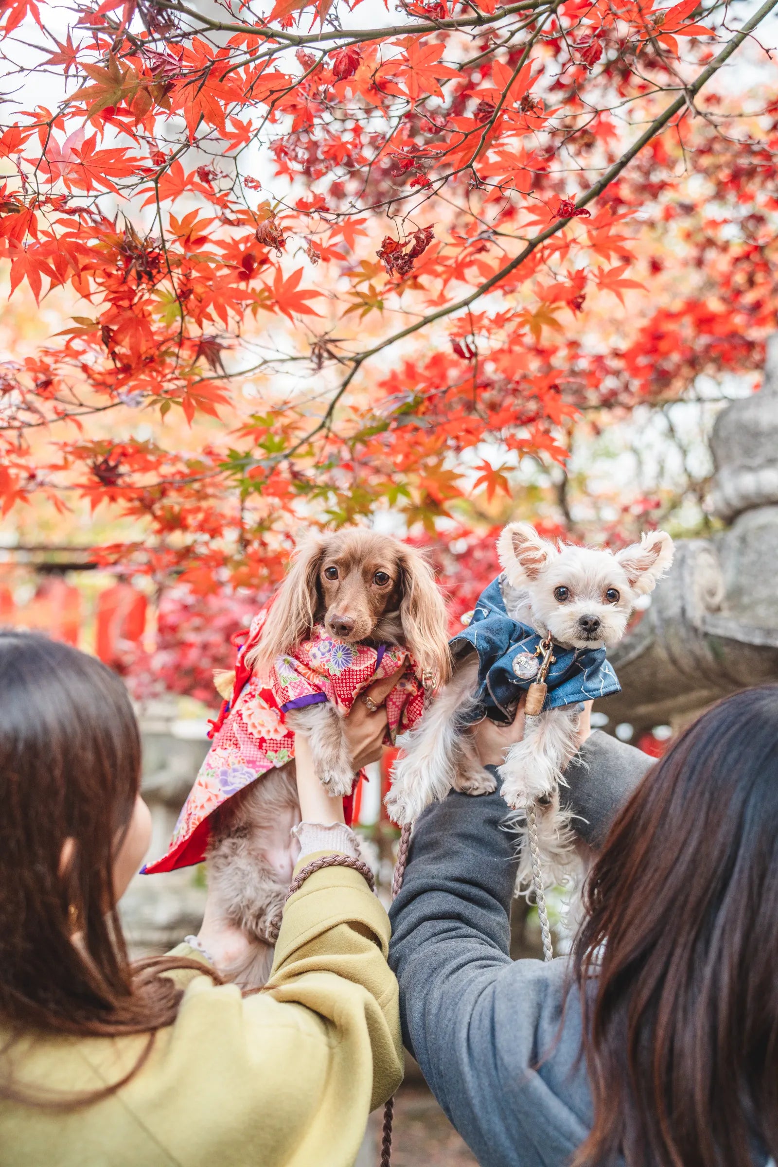 動物護理出身的Chika 在東京捕捉溫馨寵物時光